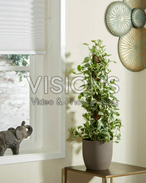 Epipremnum aureum N'Joy Epipremnum aureum N'Joy
