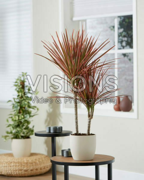 Dracaena marginata Colorama Dracaena marginata Colorama