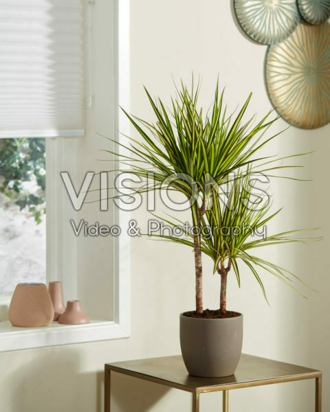 Dracaena marginata Golden Dragon | Visions Pictures