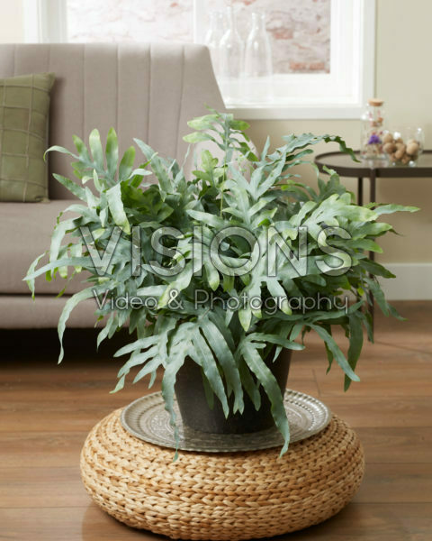 Phlebodium aureum Blue Star