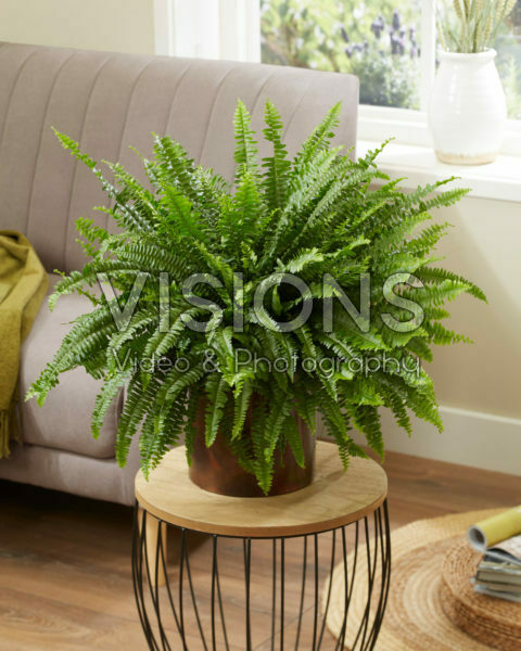Nephrolepis exaltata Green Lady Nephrolepis exaltata Green Lady