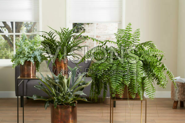 Fern collection Fern collection