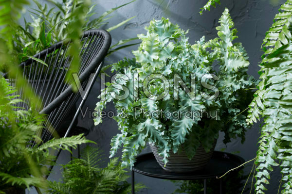 Phlebodium aureum Davana