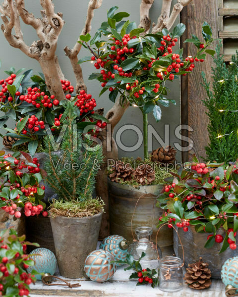 Christmas ambiance shrubs