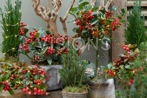 Christmas ambiance shrubs