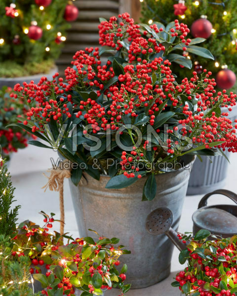 WONDERFUL WINTER CONTAINERS