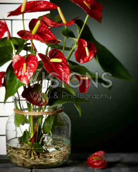 Anthurium Anthurium