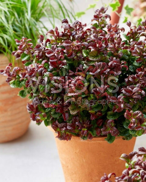 Leucothoe axillaris Curly Red®