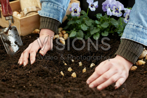 Planting Ipheion bulbs