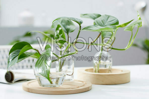 Epipremnum Epipremnum