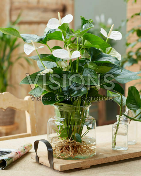 Anthurium Anthurium