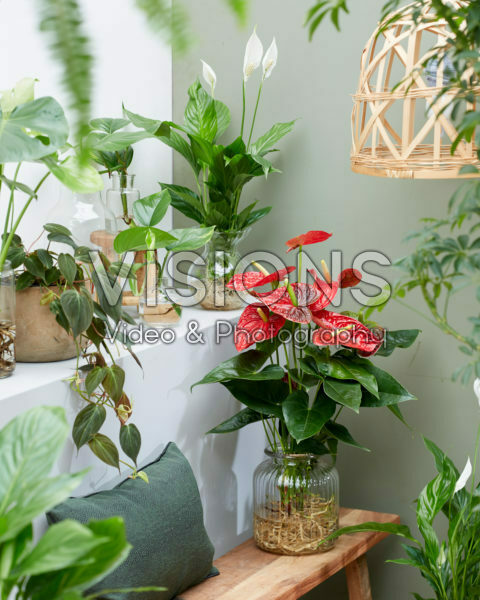 Anthurium Dakota, Spathiphyllum Anthurium Dakota, Spathiphyllum