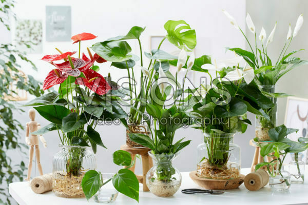 Hydroponic collection