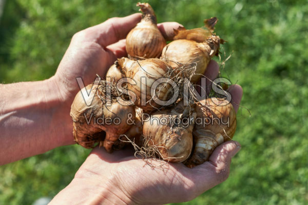 Daffodil bulbs Daffodil bulbs