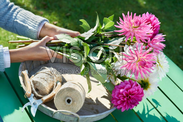 Dahlia's plukken Dahlia's plukken