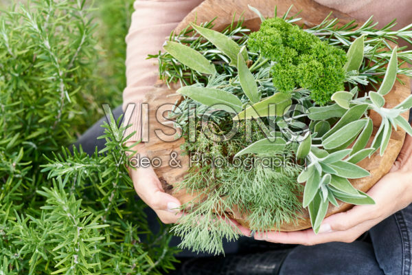 Harvesting herbs Harvesting herbs
