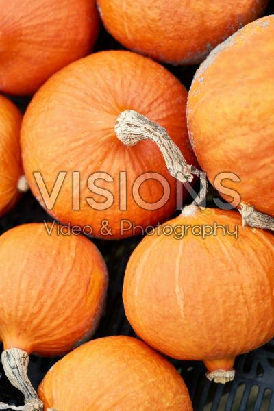 Harvested pumpkins Harvested pumpkins