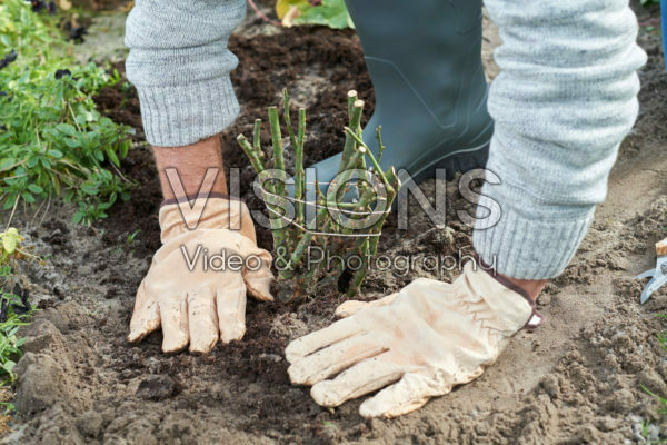 Planting bare rooted roses Planting bare rooted roses