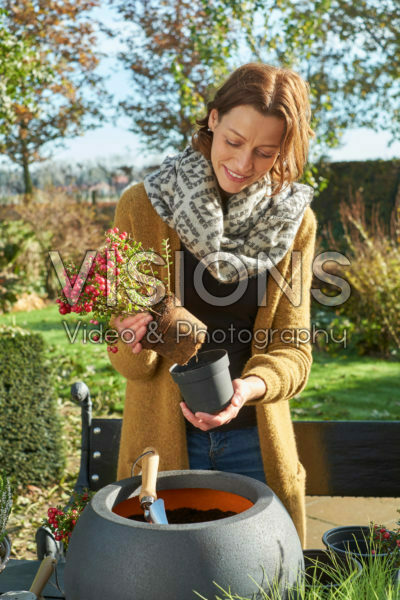 Planting Gaultheria mucronata Planting Gaultheria mucronata