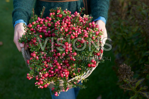 Gaultheria mucronata in mand Gaultheria mucronata in mand