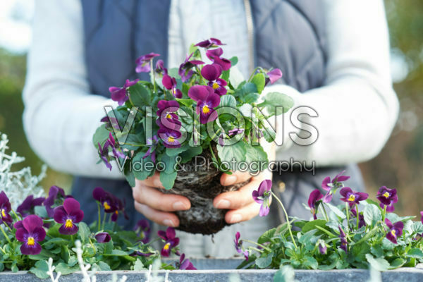 Planting pansies Planting pansies
