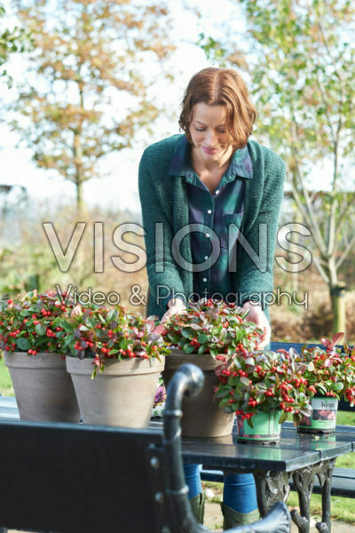 Gaultheria procumbens planten