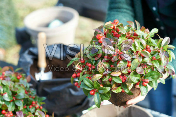 Gaultheria procumbens planten