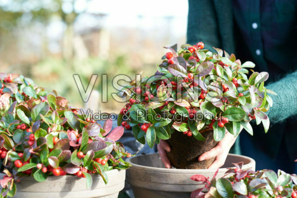 Planting Gaultheria procumbens