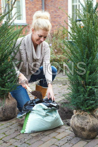 Lady planting Taxus Lady planting Taxus