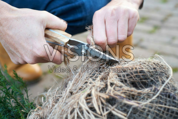 Cutting hessian from root ball