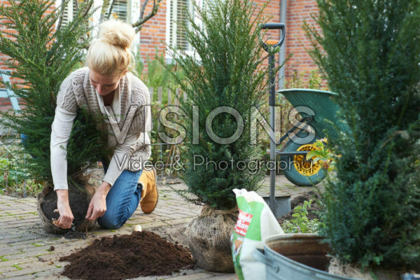 Lady planting Taxus Lady planting Taxus
