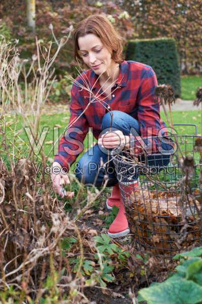 Pruning deciduous shrubs Pruning deciduous shrubs