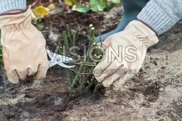 Rozen uit volle grond planten Rozen uit volle grond planten