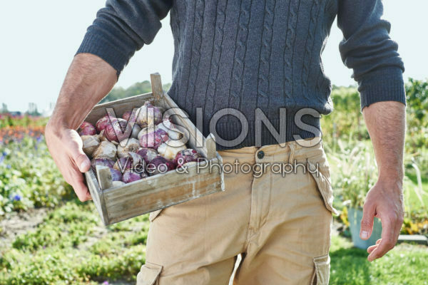 Hyacinths bulbs