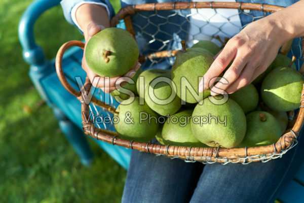 Harvested pears Harvested pears