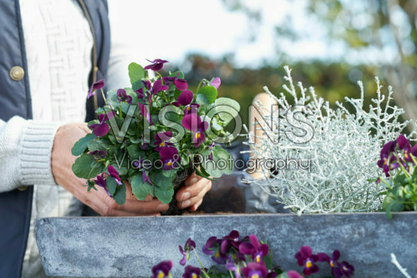 Making mixed autumn container