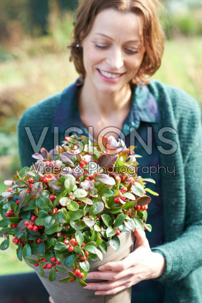 Gaultheria procumbens Gaultheria procumbens