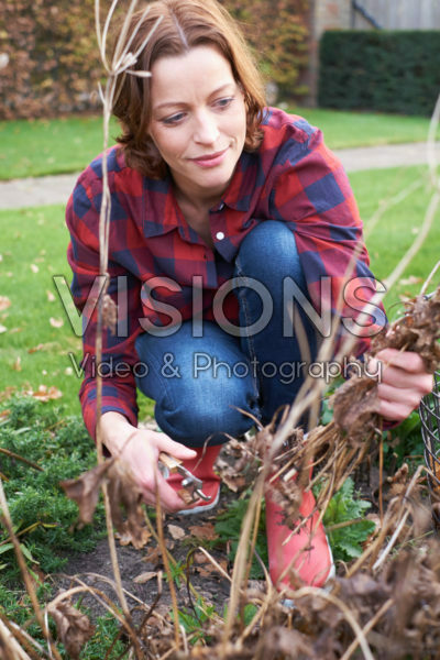 Pruning deciduous shrubs Pruning deciduous shrubs