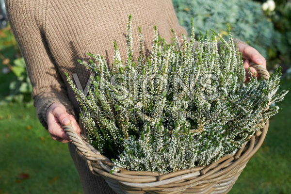 Calluna vulgaris Calluna vulgaris