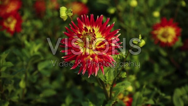 VIDEO The production of dahlias