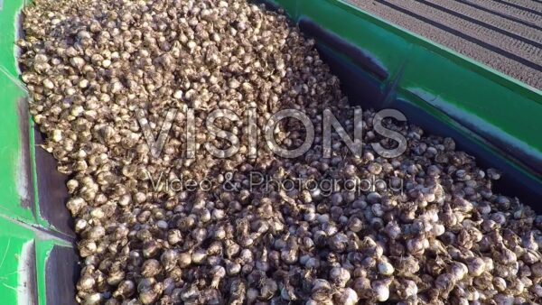 VIDEO The production of spring flowering bulbs