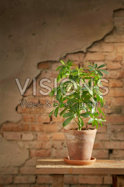 Schefflera Schefflera