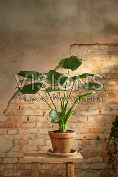 Alocasia Alocasia