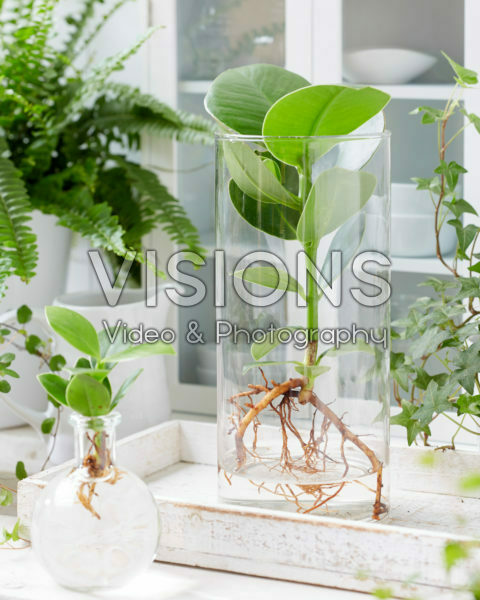 Clusia in glass vases Clusia in glass vases