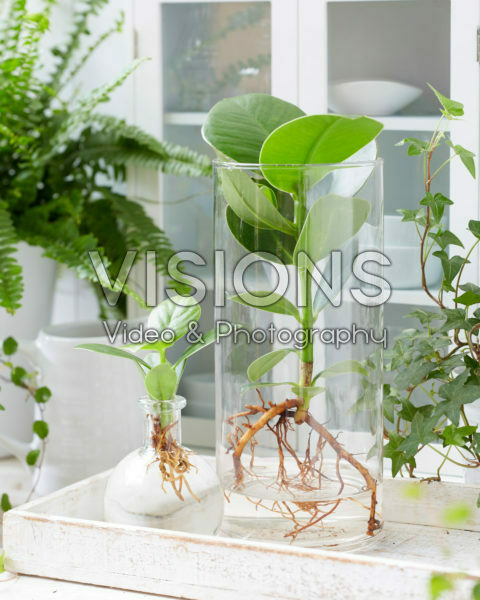 Clusia in glass vases Clusia in glass vases