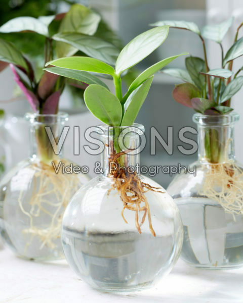Clusia in glass vase
