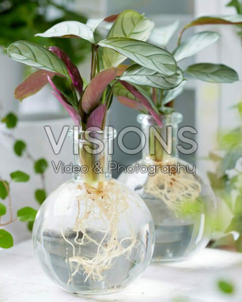 Calathea in glass vases Calathea in glass vases