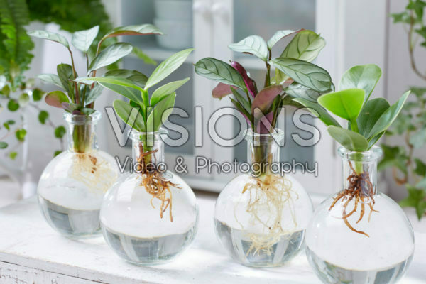 Calathea and Clusia in glass vases Calathea and Clusia in glass vases