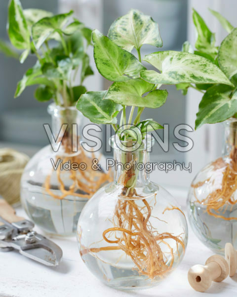 Syngonium in glass vases