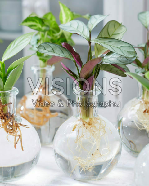 Calathea in glass vases Calathea in glass vases